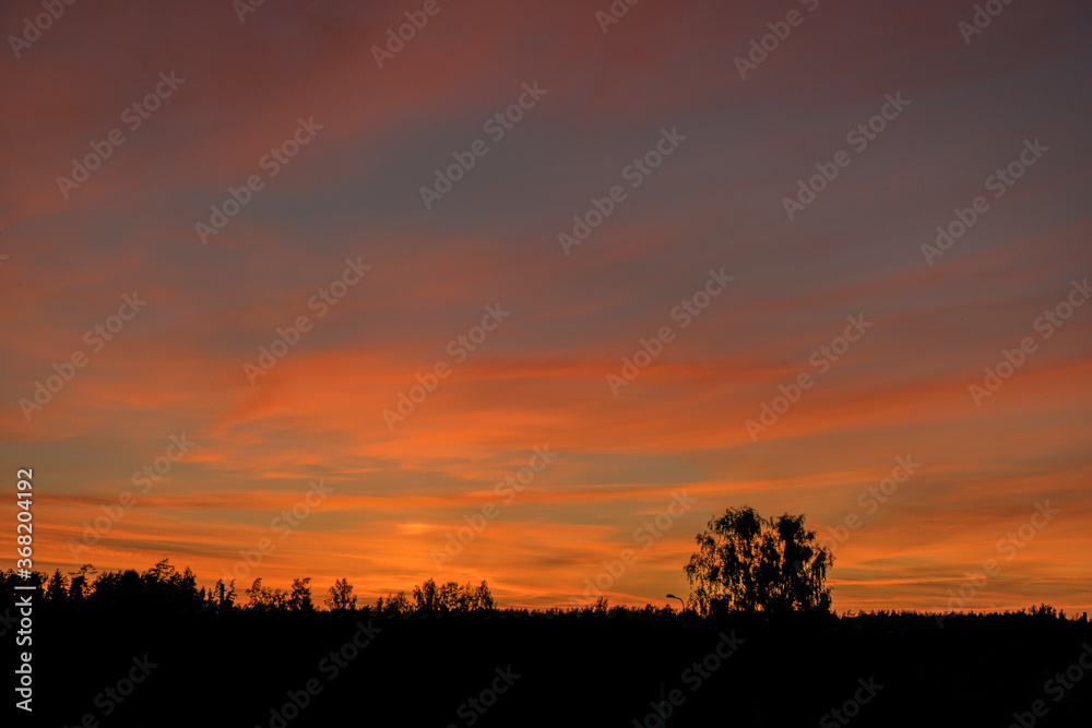 colorful sunset skies and black tree silhouettes, summer