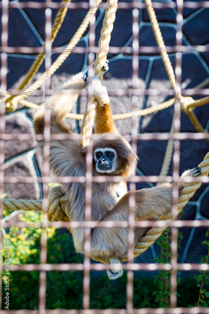 Sad gibbon sits looking into the distance on a rope in a cage at the zoo