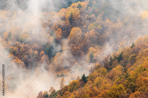 Misty forest covered in fog with autumn colors . Foggy colorful fall mountains. Peaceful moody scenery.