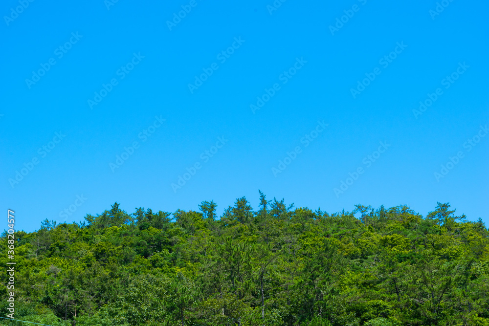 trees and blue sky with sunny day