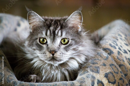 Gray Maine Coon cat sits on a spotted pillow