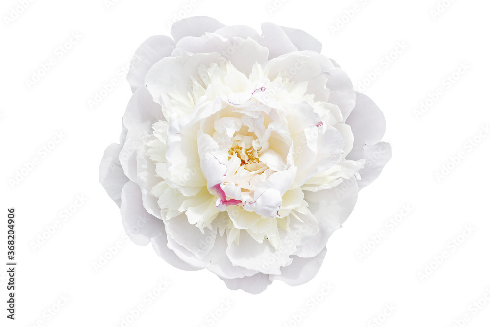 white peony flower isolated on white - obrazy, fototapety, plakaty 