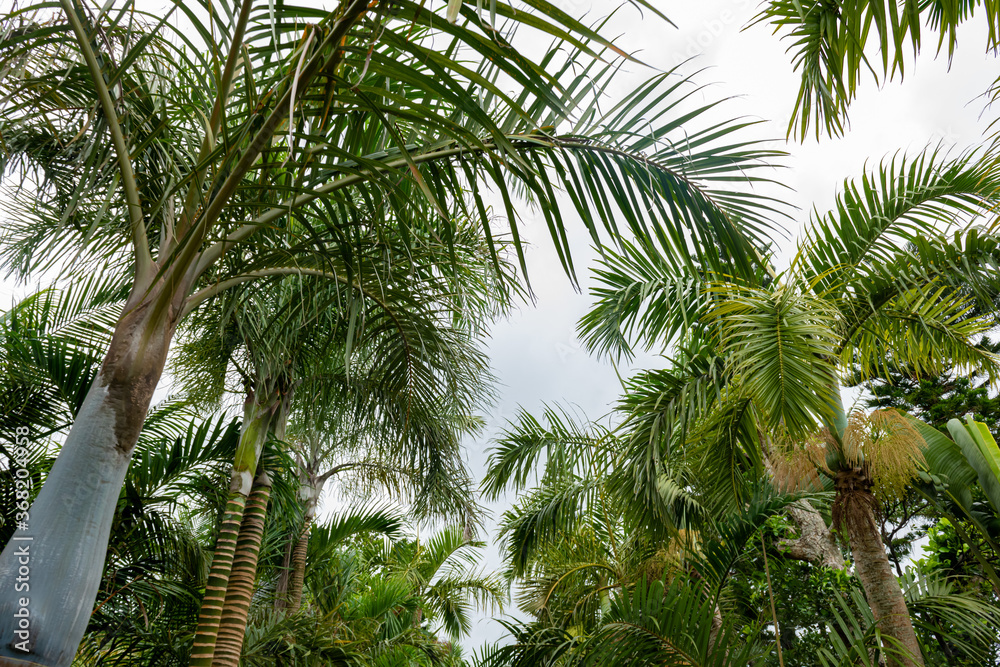 Fototapeta premium Tropical nature and plants