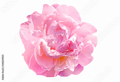 pink peony flower isolated on white