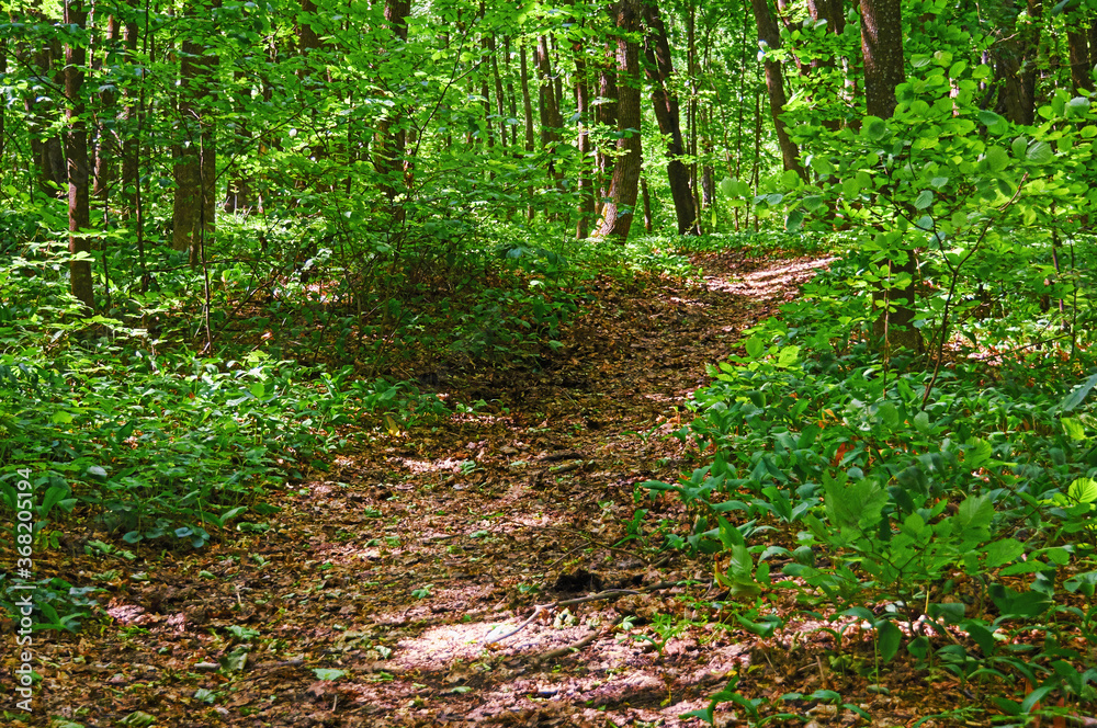 Walking paths in the forest for running. Walking paths in the forest for running.