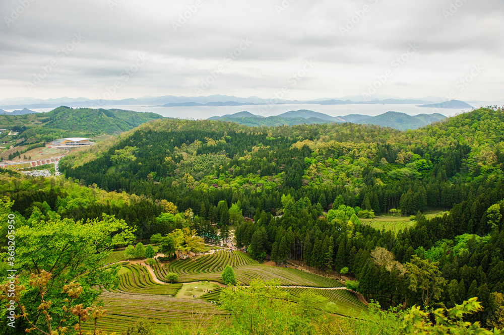 Green tea field and mountain in Boseong, Jeollanam-do, Korea