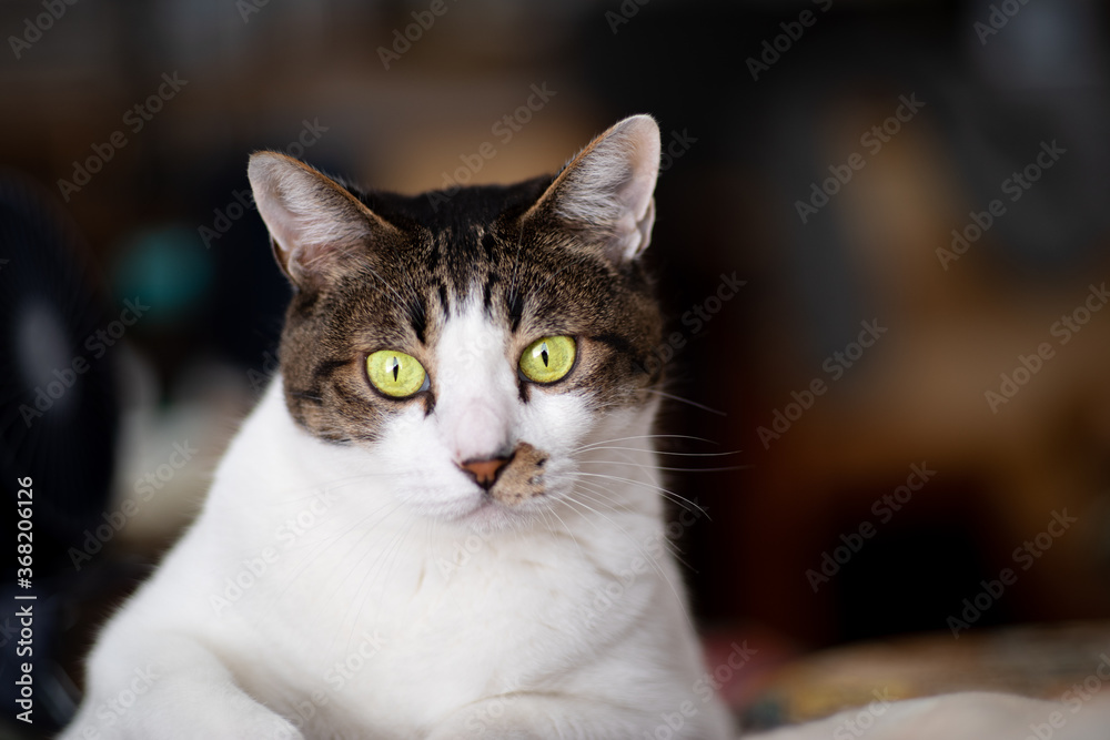 Obraz premium 見つめる猫 サバトラ猫