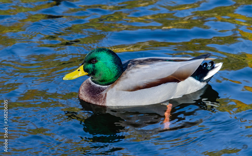 Beautiful wild ducks swimming on the lake,