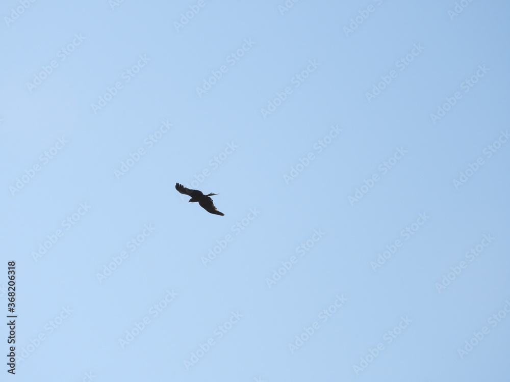 eagle in flight eagle in flight