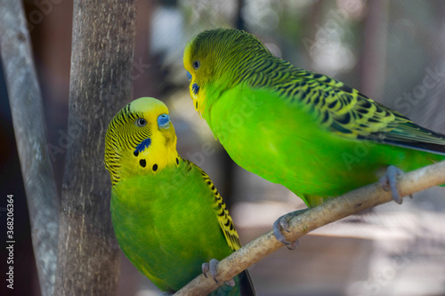 Two green yellow parrots (The budgerigar, Melopsittacus undulatus) looking at each other in a cage 
