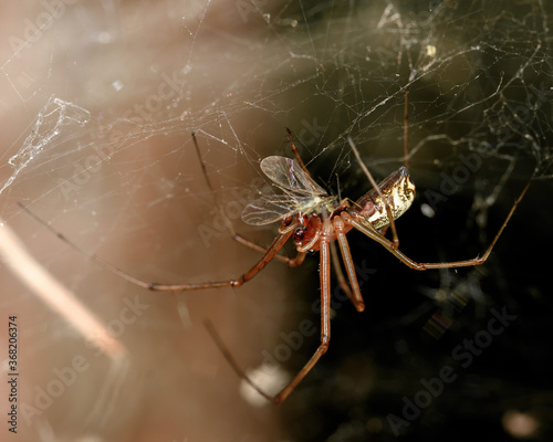 a spider sits in a web with a caught fly, close-up