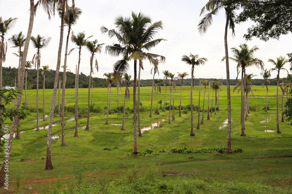 Lots of coconut trees in farming field Lots of coconut trees in farming field