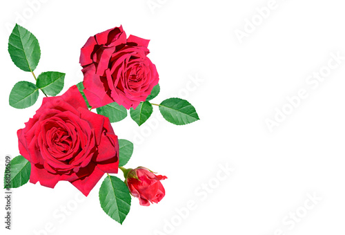couple of red roses with green leaves on white background