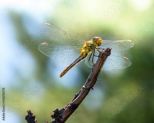 dragonfly sitting on a branch, against the background of green foliage, close-up