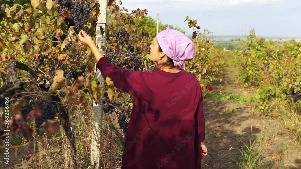 Collect the grapes in the foreground cluster of grapes, in the background a woman collects white grapes. Collect the grapes in the foreground cluster of grapes, in the background a woman collects white grapes.