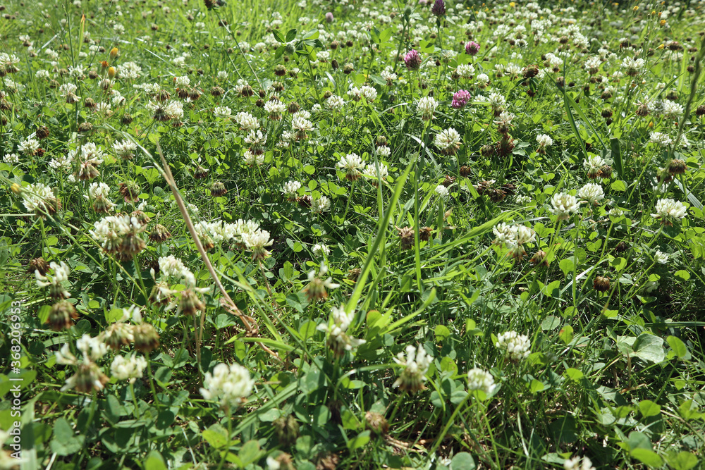Fototapeta premium Blühender Klee