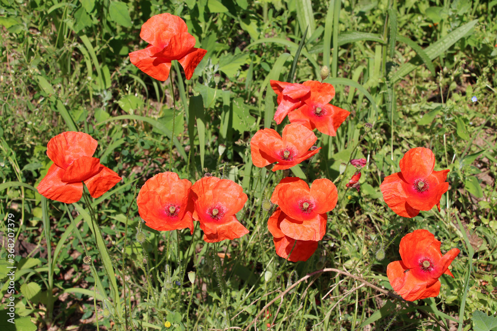 flowers (poppies) in a garden in touraine (france) flowers (poppies) in a garden in touraine (france)