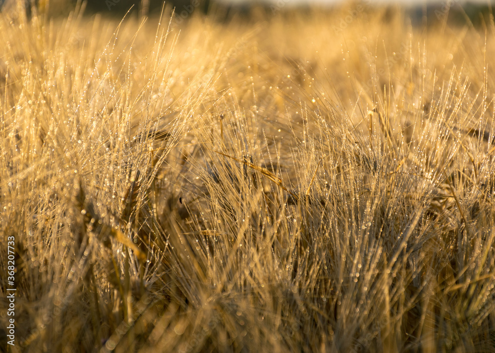cereal field texture, grain ears, summer cereal field texture, grain ears, summer