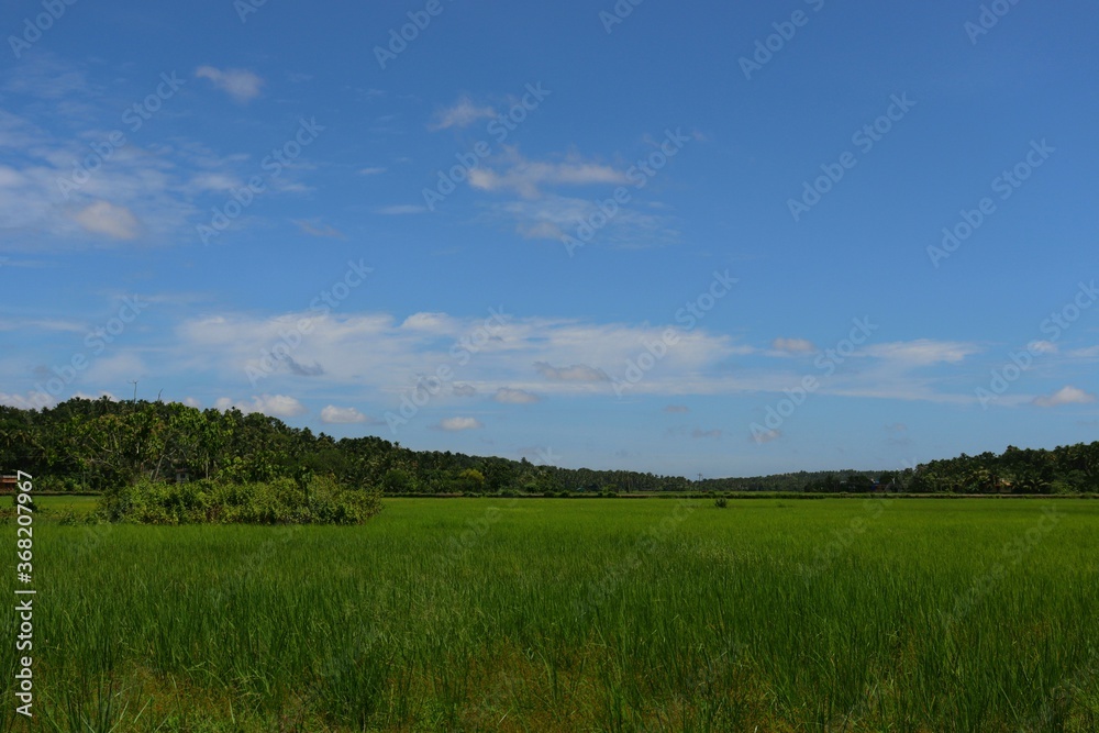 Rice farming field with beautiful blue sky and clouds in the background