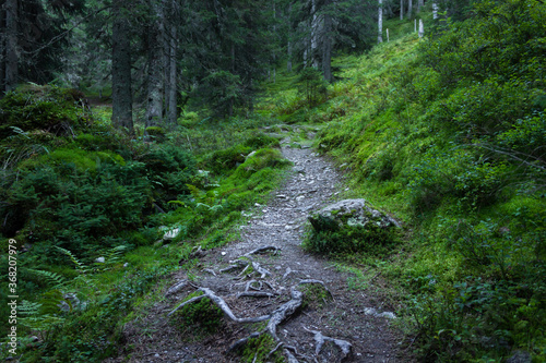 Calm hiking path without people in alpine forest (Filzmoos, Austria)