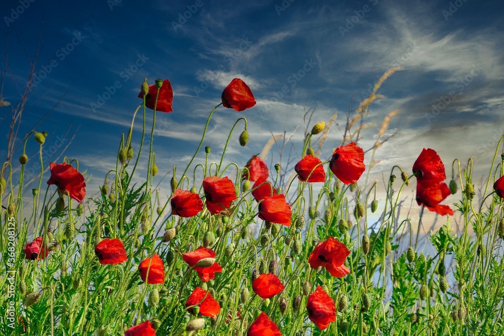Obraz premium field of poppies