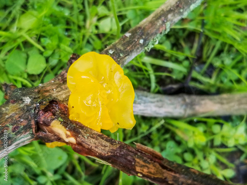 Yellow brain or golden jelly fungus photo