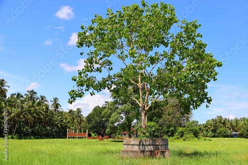 Ficus religiosa or sacred fig is a species of fig native to the Indian subcontinent and Indochina that belongs to Moraceae, the fig or mulberry family. It is also known as the bodhi tree.