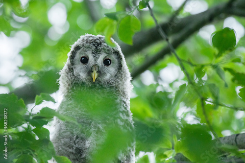 фотографія Small juvenile Ural owl, Strix uralensis, chick in a lush boreal forest in Estonian nature, Northern Europe