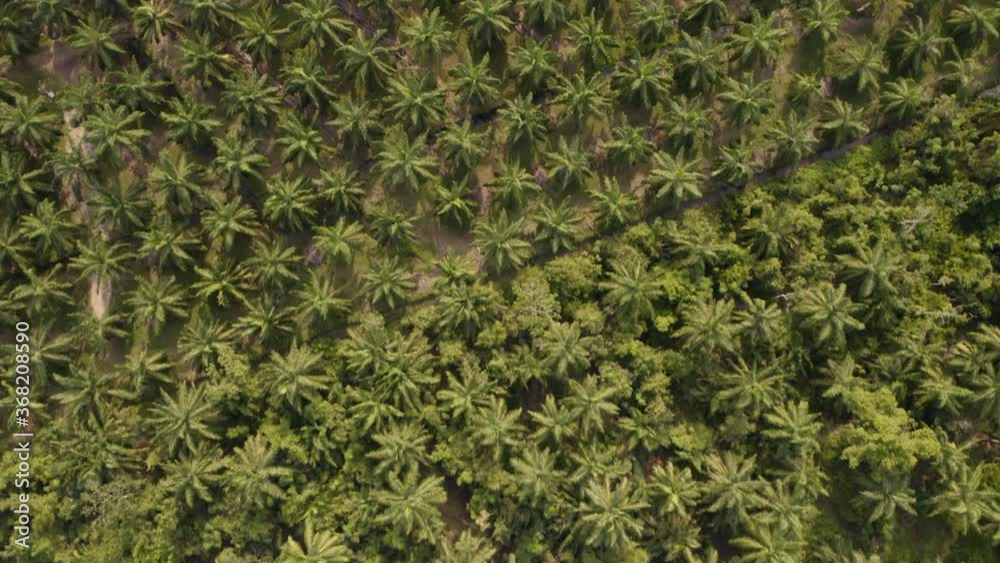 Abandoned mansion lies within a Palm Tree Plantation in Malaysia, South East Asia. 