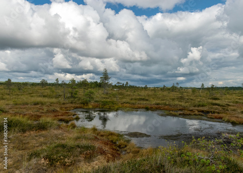 summer landscape from the swamp, white cumulus clouds reflect in the dark swamp water. Bright green bog grass and small bog pines on the shore of the lake. Nigula bog, Estonia. © ANDA