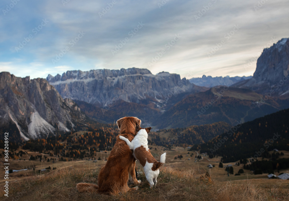 two dogs hugging in mountains. Nova Scotia Duck Tolling Retriever and jack russell terrier at sunset. Italian landscape. 