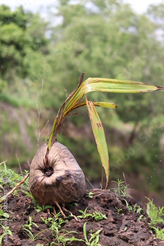 growing coconut isolated on hand 