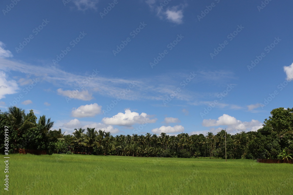 Rice farming field with beautiful blue sky and clouds in the background