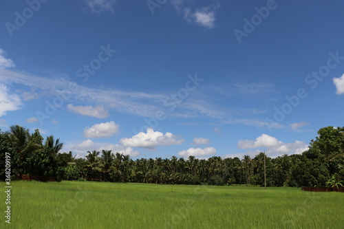 Rice farming field with beautiful blue sky and clouds in the background