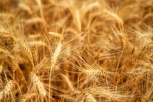 Golden ripe wheat ears at the farm field ready for harvesting. Rich wheat crop harvest. Agriculture and agronomy theme. Shallow depth of field.