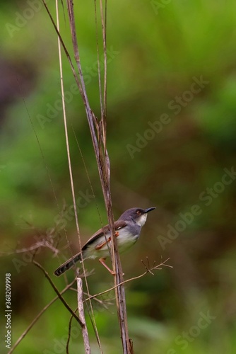 A little bird sitting on a dry stem