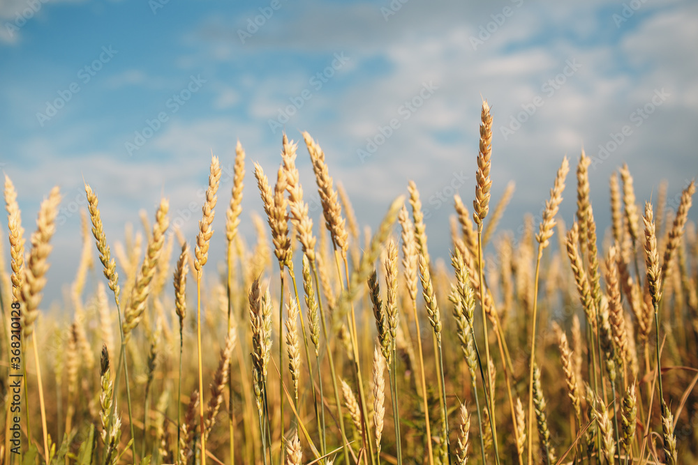 Close up of ripe wheat ears. Selective focus Close up of ripe wheat ears. Selective focus