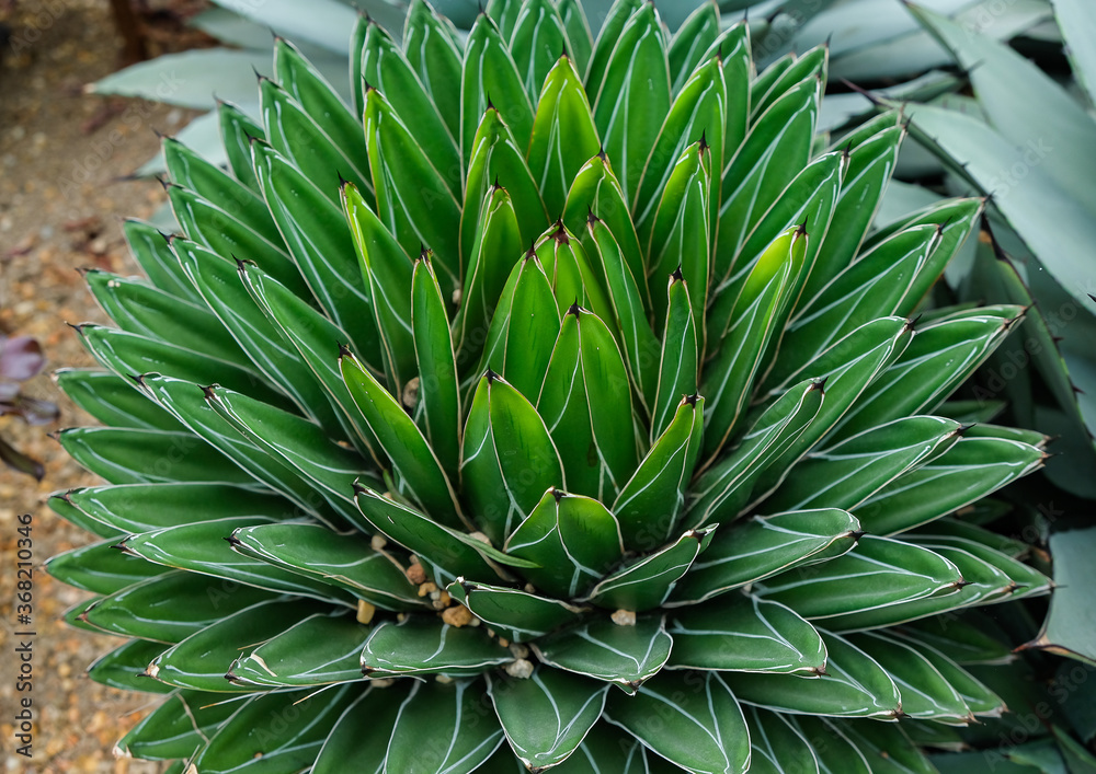 Agave victoriae-reginae, the Queen Victoria agave or royal agave, is a small species of succulent flowering perennial plant, noted for its streaks of white on sculptured geometrical leaves. Agave victoriae-reginae, the Queen Victoria agave or royal agave, is a small species of succulent flowering perennial plant, noted for its streaks of white on sculptured geometrical leaves.