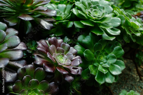 Aeonium 'Plum Purdy' is a succulent shrub, up to 3 feet (90 cm) tall, with stunning rosettes of glossy, spathulate leaves with fine ciliate margins.