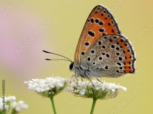 а little butterfly Lycaena thersamon on a field flower on a summer day in a forest glade