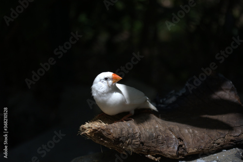 White bird