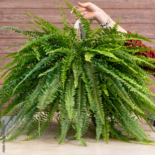 Woman holding Nephrolepis exaltata Bostoniensis - Boston Fern photo