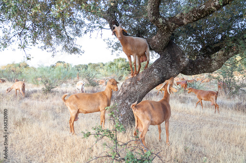 Varias cabras disfrutan de la sombra de una encina en verano en la salida al pastoreo