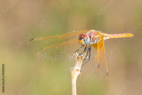 Trithemis annulata, commonly known as the violet dropwing, Dragonfly in its innkeeper waiting for its prey. © Carlos