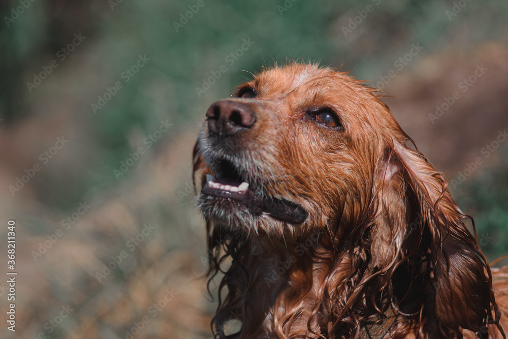 Portrait of a red Spaniel close-up. A beautiful thoroughbred dog with long ears. Muzzle of a Cocker Spaniel, an English hunting dog breed. Portrait of a red Spaniel close-up. A beautiful thoroughbred dog with long ears. Muzzle of a Cocker Spaniel, an English hunting dog breed.