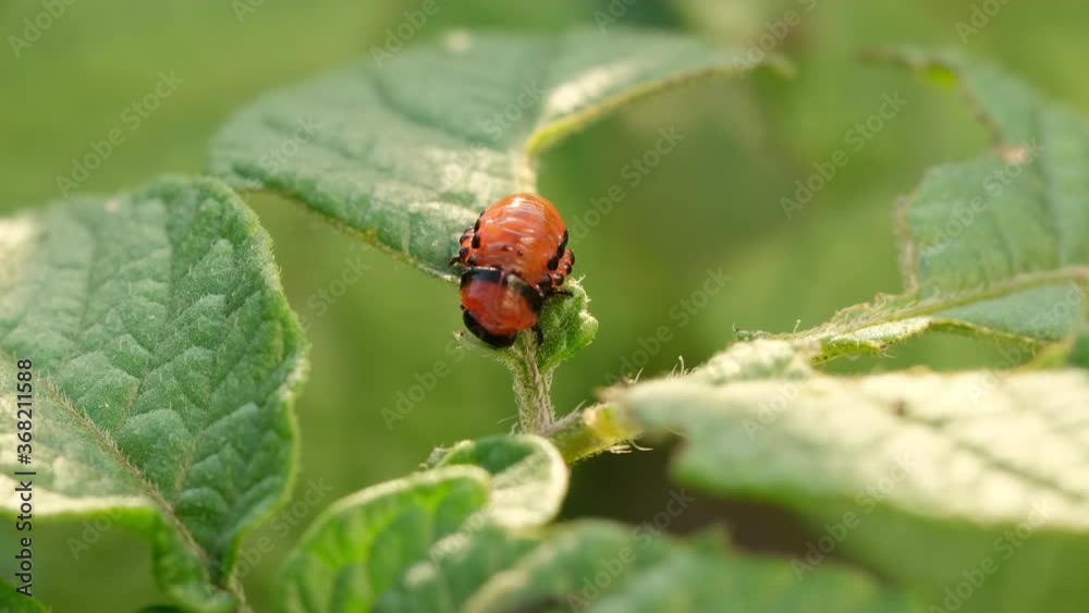 Colorado potato beetle on potato leaf. 4 K slow-mo Colorado potato beetle on potato leaf. 4 K slow-mo