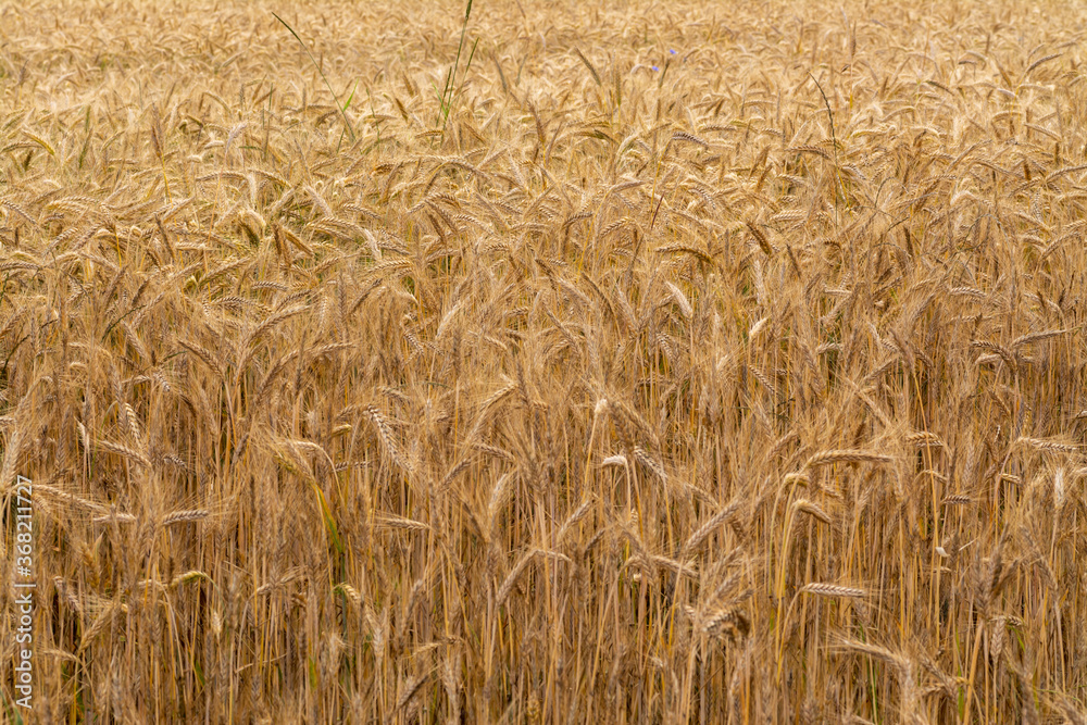 golden corn on a field farm plantation country panorama golden corn on a field farm plantation country panorama