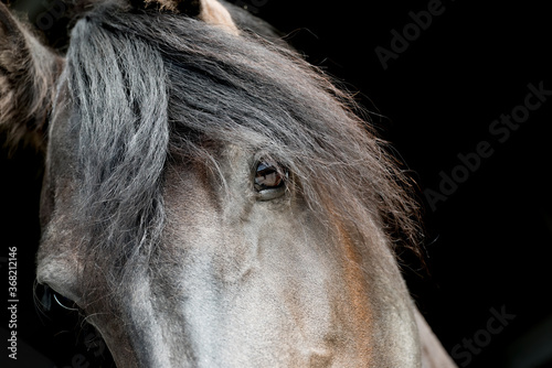 The portrait of a horse