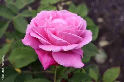 closeup of beautiful pink rose