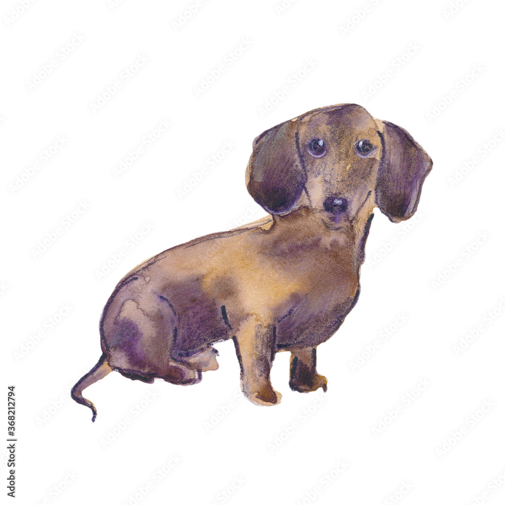 Obraz premium Hand painted watercolor illustration: Dachshund dog breed. Sketch
